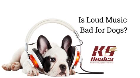 Is Loud Music Bad for Dogs? And What About the Impact of Background Noise?